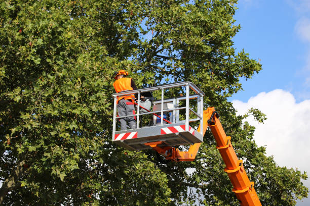 Best Tree Risk Assessment  in Deerfield, IL